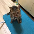 猫がお尻を引きずって歩いている理由