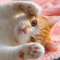 猫の『利き手』は左右どっち？オスメスでの違いや調べ方を紹介！