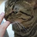 羨ましい！眠気と嫉妬で感情が忙しい猫ちゃん