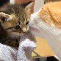 『母猫を亡くした赤ちゃん猫』保護して１年…成長していく様子に感動的…