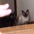 まさかのスル―…兄弟猫でもこんなに性格が違うなんて！