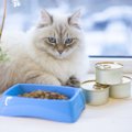 愛猫のご飯を変更するときの絶対NG行為3つ！正しい手順から注意すべき…