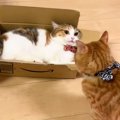 ダンボールの中でくつろいでいた猫→同居猫に襲われた結果…"まさかの…