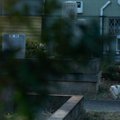 愛猫が『脱走』したときにやるべきこと3つ　初動が大切な理由や見つけ…