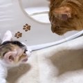 怖がりな新入り子猫→『先住猫がいる部屋』にやってきた結果…心温まる『素…