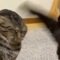 『喧嘩をする２匹の猫』を見ていると…１匹の猫がとった『予想外すぎる行動…