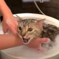 大絶叫！猫ちゃんの苦手なお風呂タイム