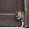 秘密結社「ねこねこネットワーク（NNN）」は実在するのか？