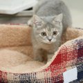 猫が同じ場所を『ぐるぐる回る』ときの理由3つ　病気の可能性から対処…