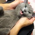 猫を『抱っこ』して"話しかけてみた"結果…おしゃべりする姿が『…