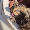池の近くに捨てられていた『スマホよりも小さな子猫』を連れて帰った…