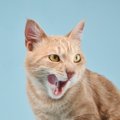 猫が口の周りを『やけに舐めている』ときの理由4つ　病気の可能性から対処…