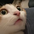 まんまるな瞳で見つめる猫ちゃん！その先には…？