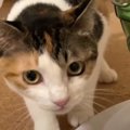 猫ちゃんの狩猟本能を満たす！遊びながら食べられるおもちゃとは？