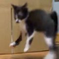 子猫が『やんのかステップ』を始めたと思ったら…予想外すぎる『かわいい動…