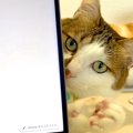 パソコンで作業中、猫が気を引こうとして…思わず許してしまう『妨害行…