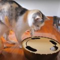 子猫の頃を思い出す♡懐かしのおもちゃで遊ぶ猫ちゃん