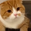 『お風呂を満喫する猫』を見守っていたら、突然…予想もしていなかった…