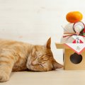 猫が『干支』に入れなかったのはなぜ？興味深い3つの説をご紹介