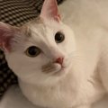 先にベッドに向かって、飼い主を待っていた猫…とんでもなく尊い『就寝前の…