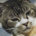 猫ちゃんが寝ている時におやつを用意したら…？？