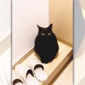 「おかえりにゃさいませ！」飼い主さんをお出迎えする黒猫さんが可愛…