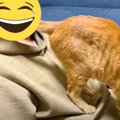 パパに『お尻のニオイを嗅がせようとする猫』…思わず吹きだす光景に爆笑の…