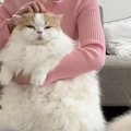猫のお手入れをしていると、犬が近づいてきて…思わず笑ってしまう『可愛す…