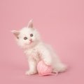 猫のかわいいパーツ6選