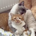お兄ちゃん猫をバックハグ→愛情込めて『毛繕いしていた弟猫』が、次の瞬間…