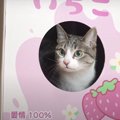 猫アイテムにも春気分♪可愛すぎるいちごミルク型ハウス