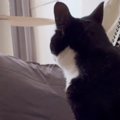 猫を『病院で間違えられた名前』で呼んでみたら……驚きの『賢すぎる反…