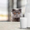 猫に人間が飲む『牛乳』は絶対NG！5つの理由と与えた時の危険性