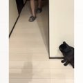 廊下の陰に身をひそめる猫→『お父さんが来た』次の瞬間…まさかの行動が可…