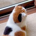 『錦鯉そっくりな猫』が似すぎていると話題に…「言われたら見えてきた…