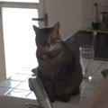 水が飲みたい猫→シンクの横に座り、飼い主をじっと見つめて…たまらなく可…