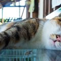 猫が夏バテする理由と対策について