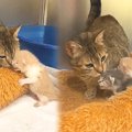 産後に子猫を見失ったママ猫…保護され子猫と再会する姿に涙！