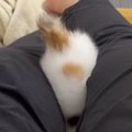 足の上で『夢中になって遊んでいた子猫』が、突然…予想外すぎる『動き…