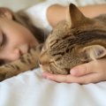 『添い寝』が好きな猫・嫌いな猫がいるのはなぜ？3つの理由