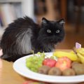 猫に与えてもOKな『くだもの』4選！与える際に注意すべきことも