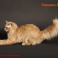 【獣医師監修】テネシーレックスってどんな猫？猫種の性格や飼う前の注意…