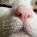 猫の『鼻』が乾いていたら体調が悪いって本当？鼻が乾く3つの原因と、乾燥…