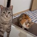 飼い主が『お風呂』に入っていたら、『猫』が……思わず笑ってしまう2匹…