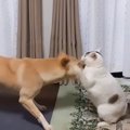 誘い方が少し乱暴で同居犬に相手にされなかった元保護猫→ネコパンチを喜ぶ…