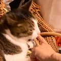 獣医師『なんで異常に気付けたの？』→猫の飼い主さんが放った『衝撃の…