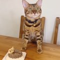 みんなで食べたい♪お誕生日ケーキを分けてあげる優しい猫さん！