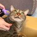 猫ちゃんのブラッシングに新アイデア！逃げ回る元保護猫ちゃんの抜け…