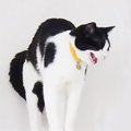 飼い主の帰宅を待ちきれなかった猫→寂しさが限界を超えて…想像を超え…