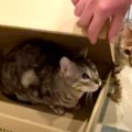 箱からひょっこり！ダンボールからの脱出を試みる猫ちゃんたち